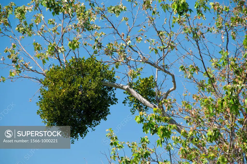 Western sycamore Platanus racemosa with mistletoe, Ronald W Caspers Wilderness Park, Orange County, California