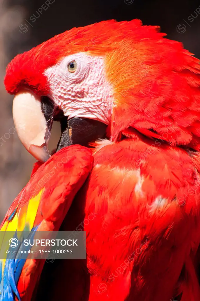 Northern Scarlet Macaw Ara macao cyanoptera, captive animal