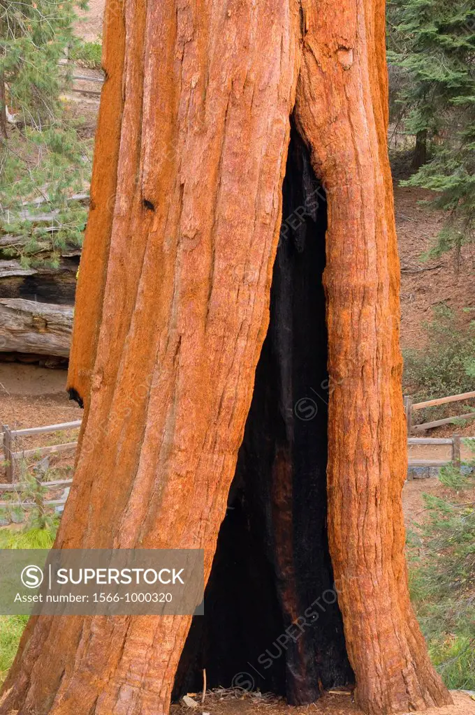 Sequoia trunk at Grant Grove, Kings Canyon National Park, California
