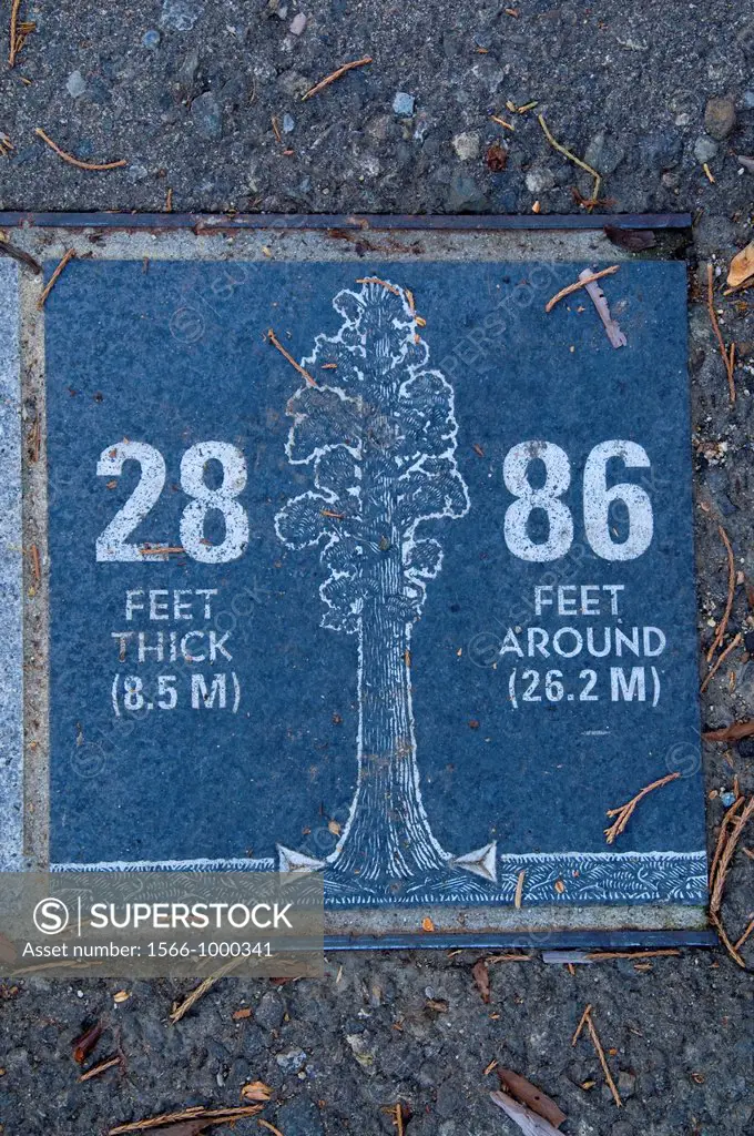 Giant Forest Museum tree marker, Sequoia National Park, California
