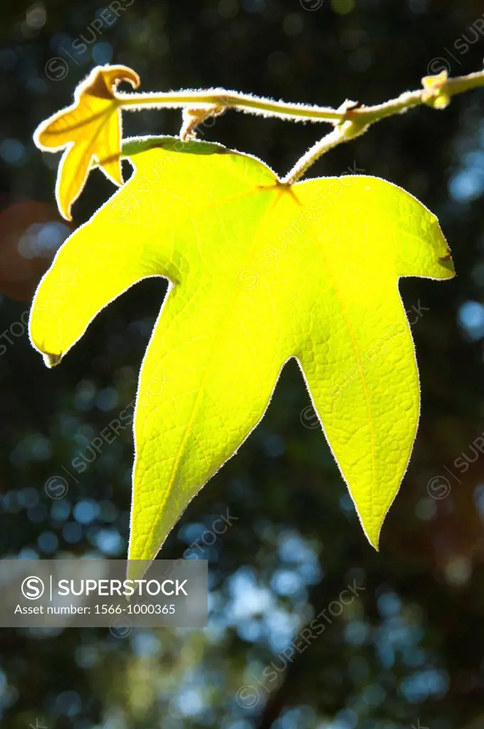 Western sycamore Platanus racemosa leaf, Ronald W Caspers Wilderness Park, Orange County, California