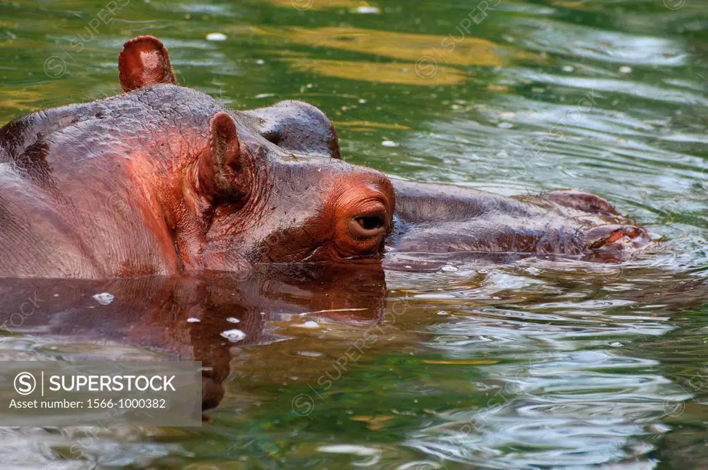 Hippopotamus Hippopotamus amphibius, captive animal