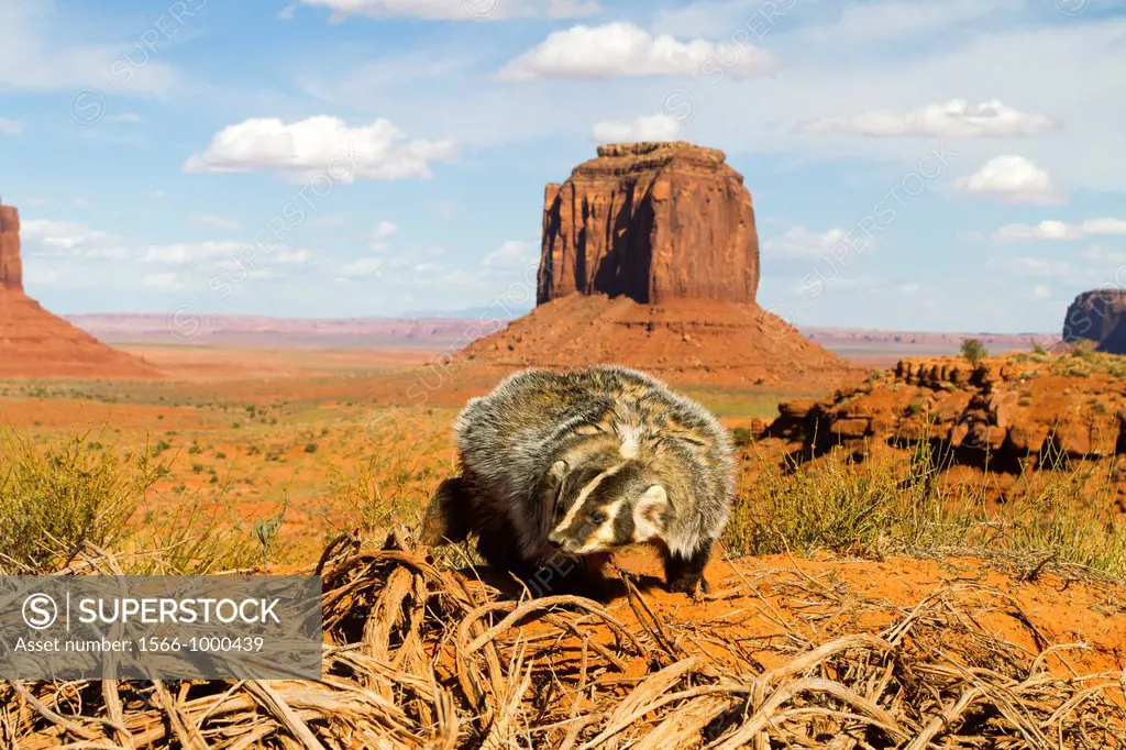 United Sates , Utah , Near Monument Valley , American badger Taxidea taxus.