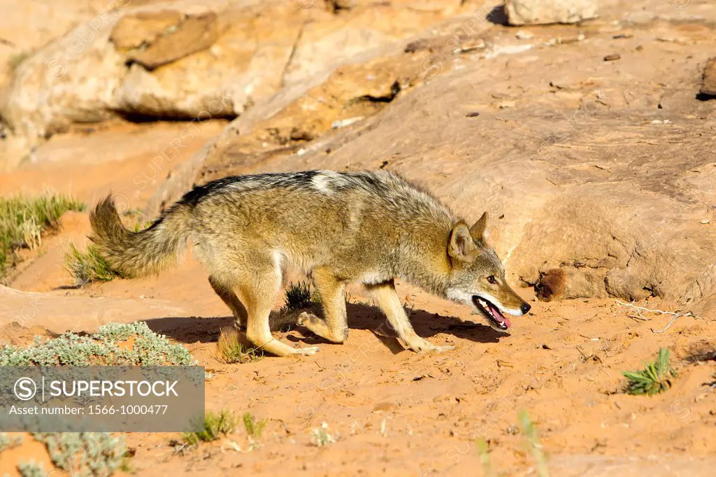 United States, Utah, near Moab, Coyote  Canis latrans ,