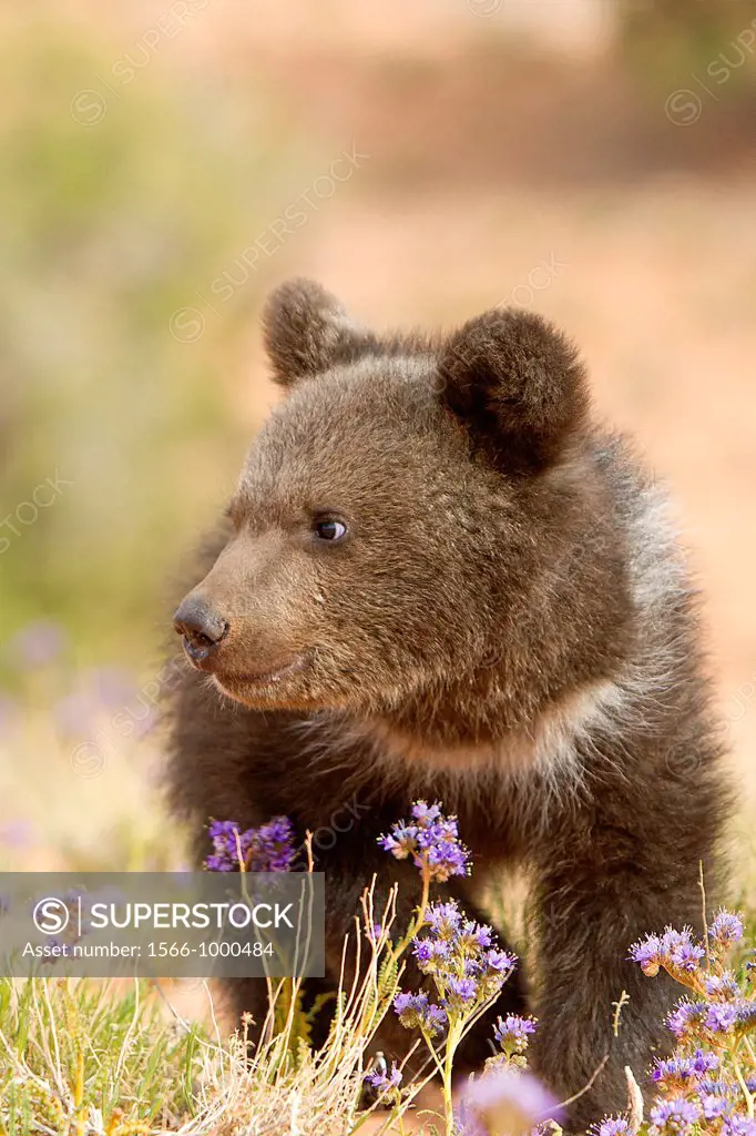 United Sates , Utah , Grizzly bear  Ursus arctos horribilis  , baby , young