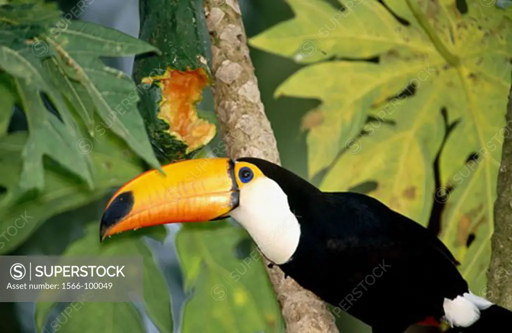 Toco Toucan (Ramphastos toco) feeding on green papaya fruit. Caiman Ecological Reserve, Brazil