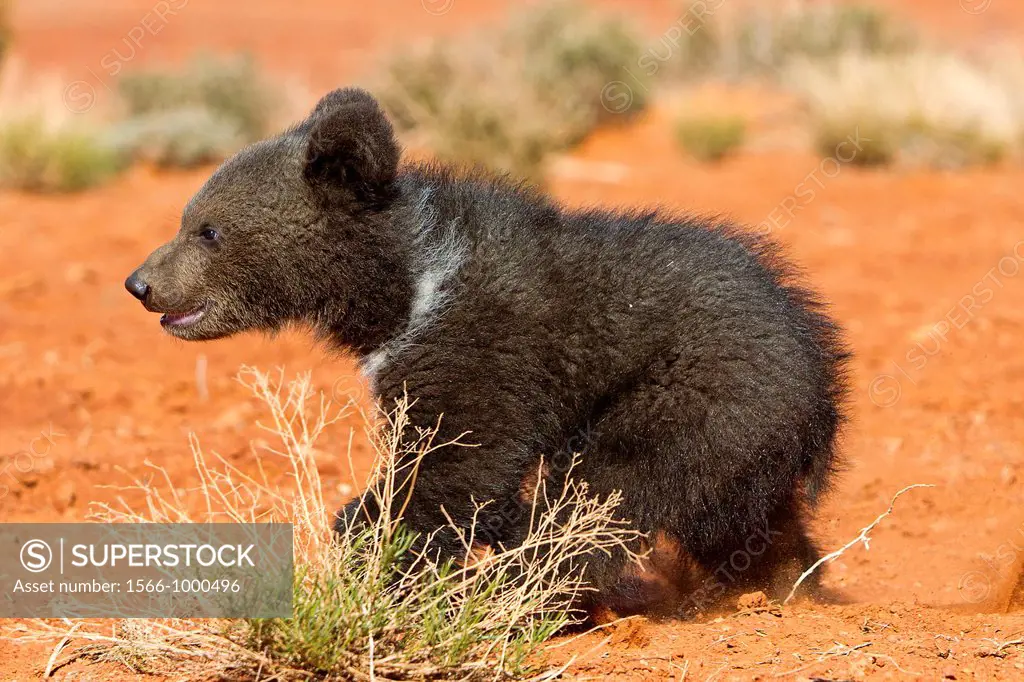 USA, Arizona, Monument Valley Tribal Park, Navajo Indian reservation, , Grizzly bear  Ursus arctos horribilis  , baby , young