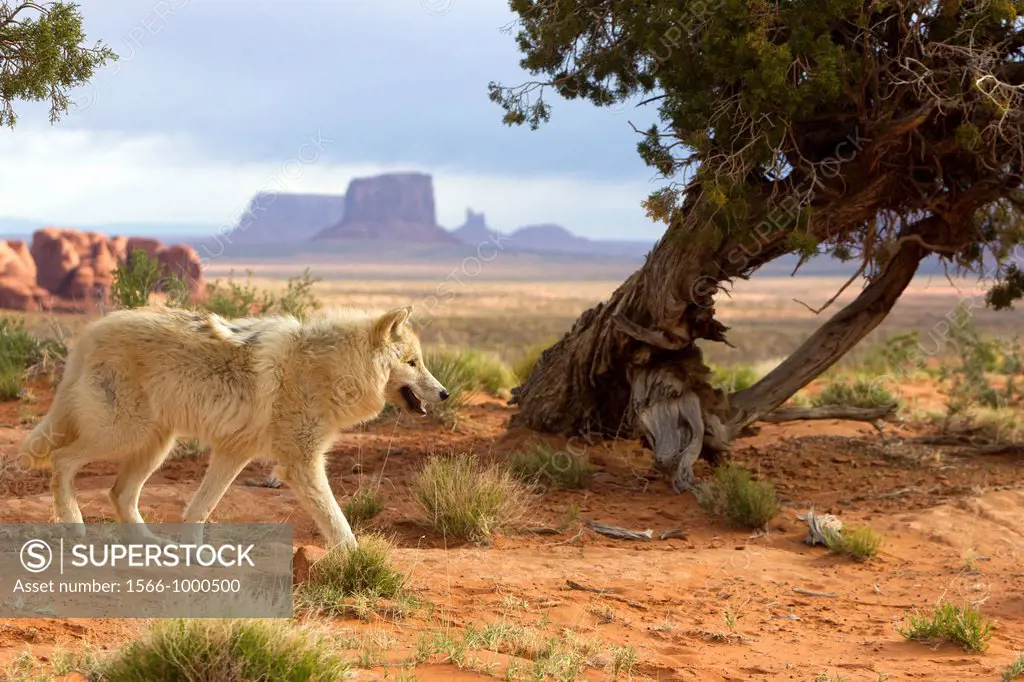 United Sates , Utah , Wolf or Gray Wolf orTimber Wolf  Canis lupus