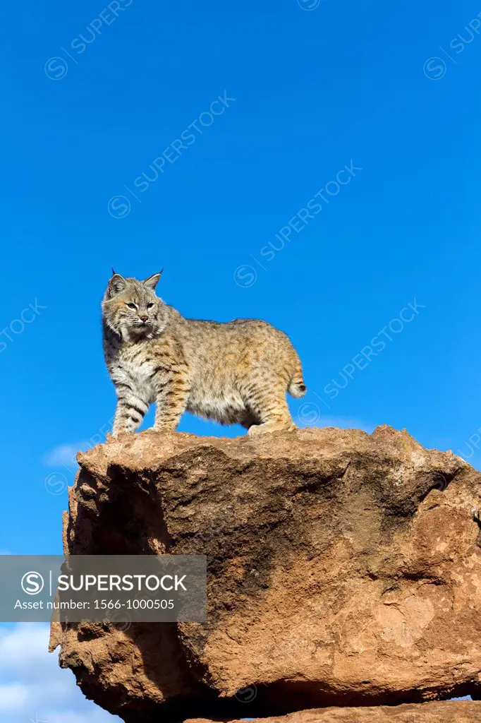 United Sates , Utah , Bobcat  Lynx rufus