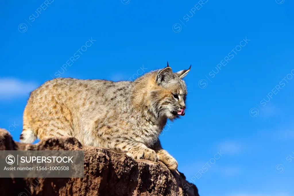 United Sates , Utah , Bobcat  Lynx rufus