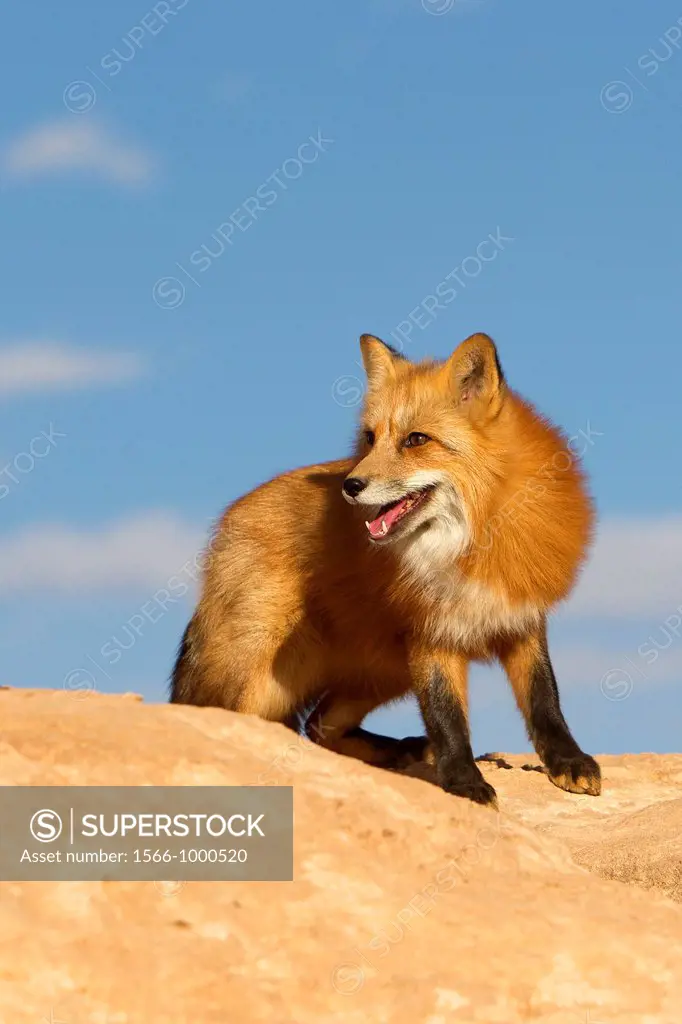 United Sates , Utah , Red Fox  Vulpes vulpes