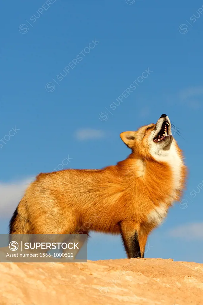 United Sates , Utah , Red Fox  Vulpes vulpes