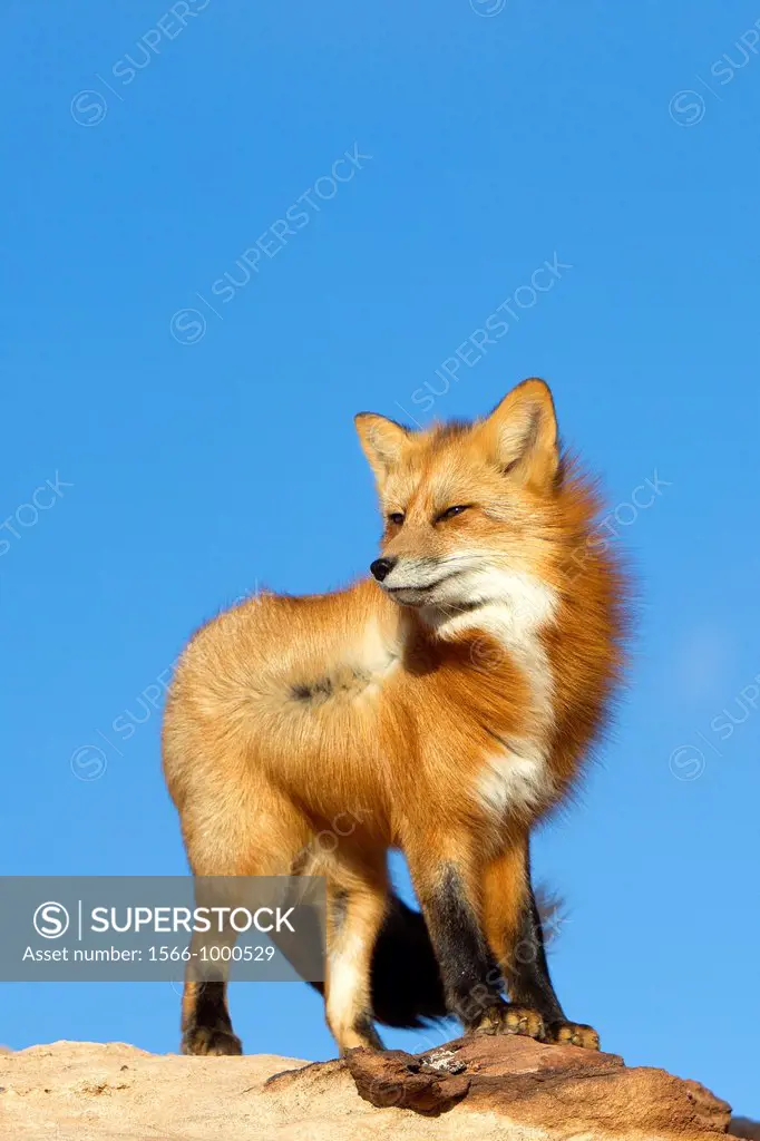 United Sates , Utah , Red Fox  Vulpes vulpes