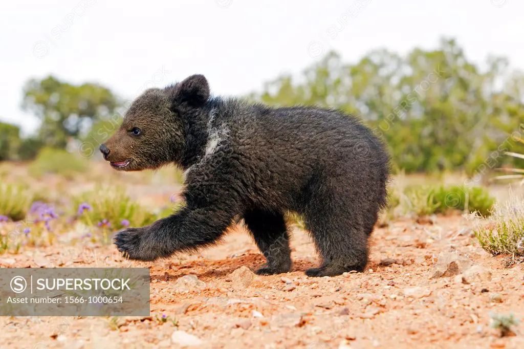 United Sates , Utah , Grizzly bear  Ursus arctos horribilis  , baby , young