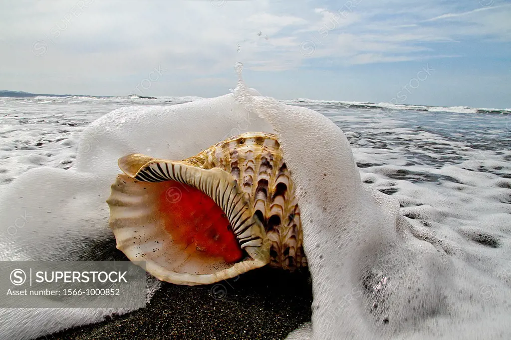 Shell in at beach, Atlantic Ocean, Asturias, Spain