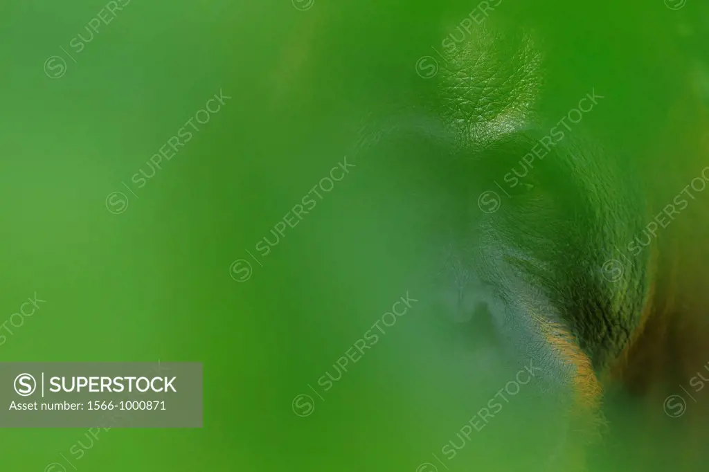 Orang Utan Pongo pygmaeus, Tanjung Puting National Park, Province Kalimantan, Borneo, Indonesia