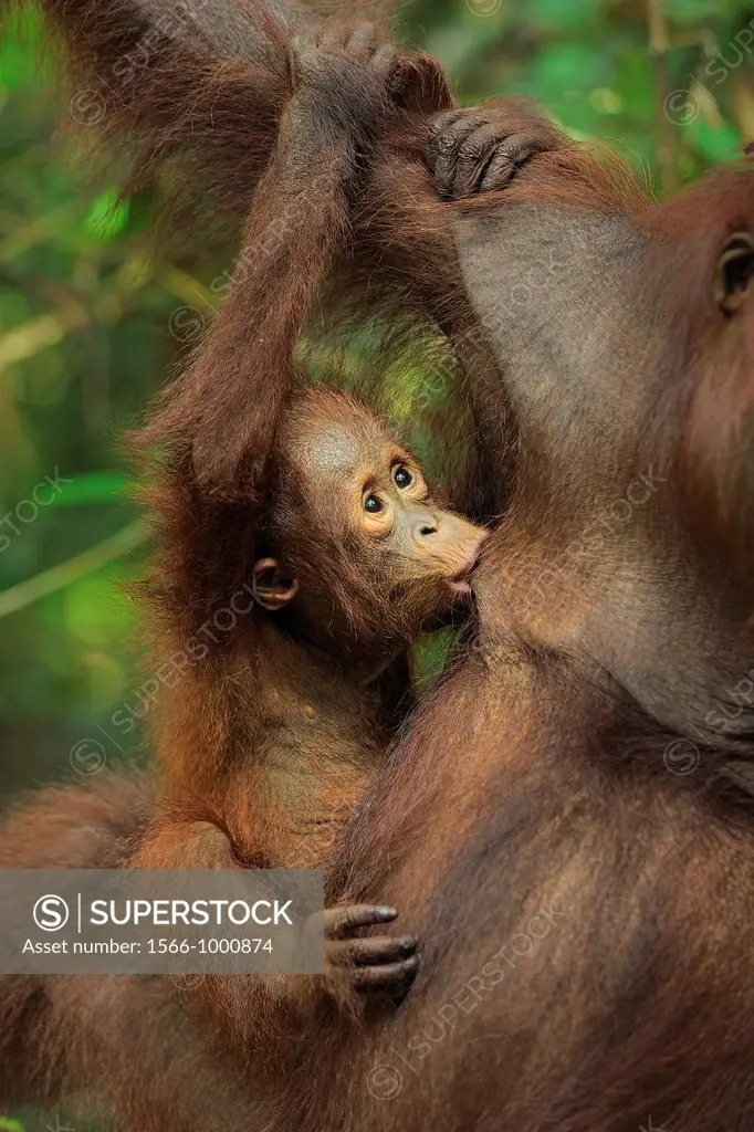 Orang Utan Pongo pygmaeus, mother and baby, Tanjung Puting National Park, Province Kalimantan, Borneo, Indonesia