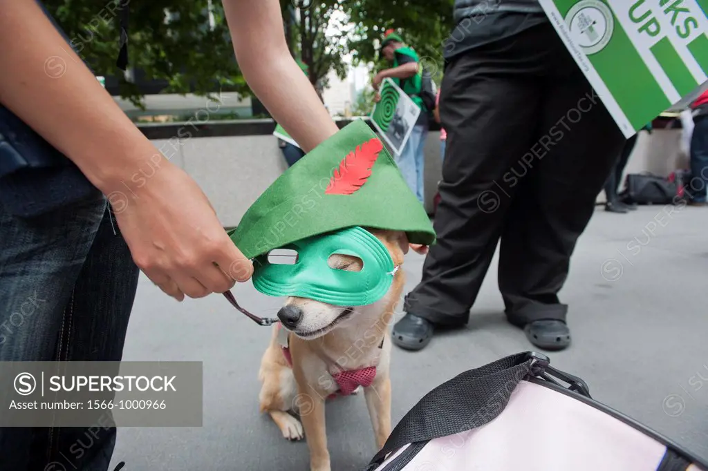 Lola, a 4 year old Shiba Inu has a costume put on for a rally in front of JPMorgan Chase headquarters on Park Avenue in New York to call for the reins...