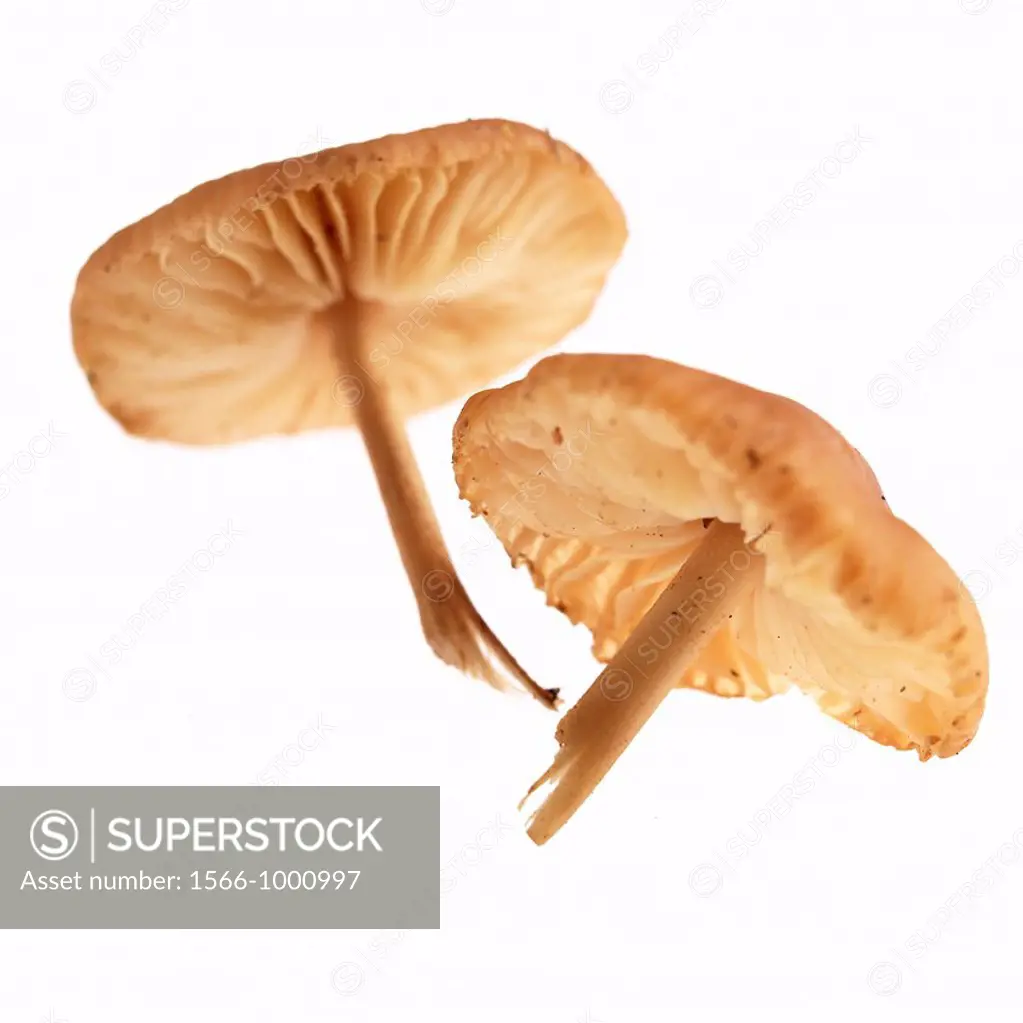 Fairy Ring Mushroom, marasmius oreades, Edible Mushrooms
