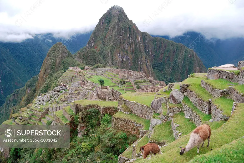 Two lamas in the ruins of Machu Picchu, Peru