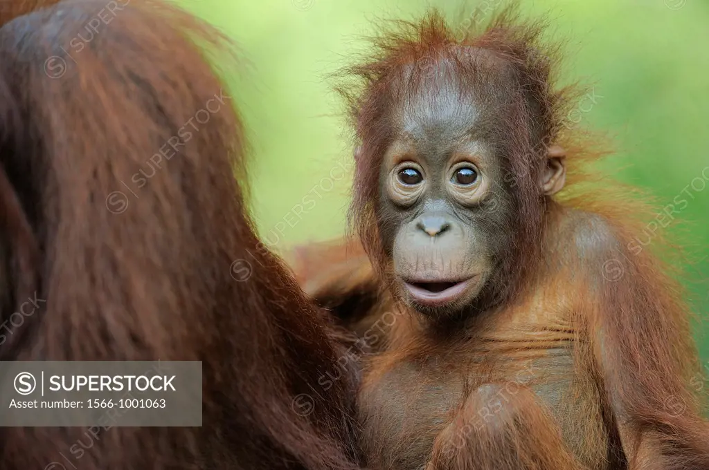 Orang Utan, Baby Pongo pygmaeus, Tanjung Puting National Park, Province Kalimantan, Borneo, Indonesia