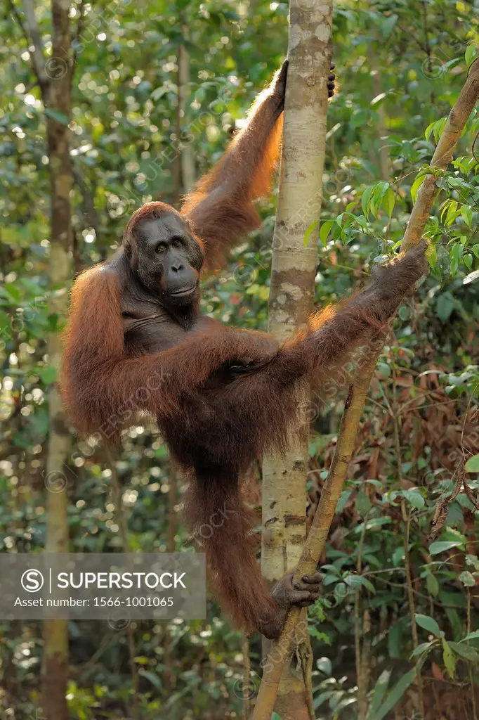 Orang Utan Pongo pygmaeus, Tanjung Puting National Park, Province Kalimantan, Borneo, Indonesia
