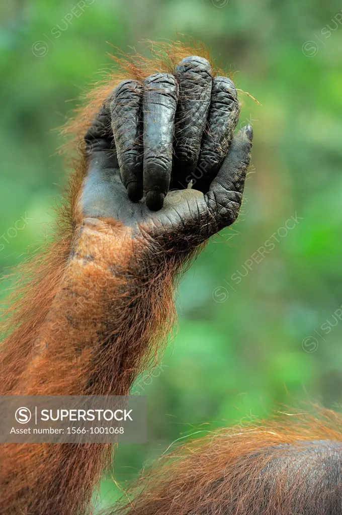 Hand of an Orang Utan Pongo pygmaeus, Tanjung Puting National Park, Province Kalimantan, Borneo, Indonesia
