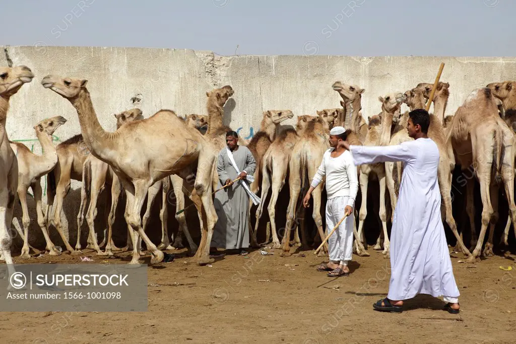 Camel market in Birqash, Cairo, Egypt