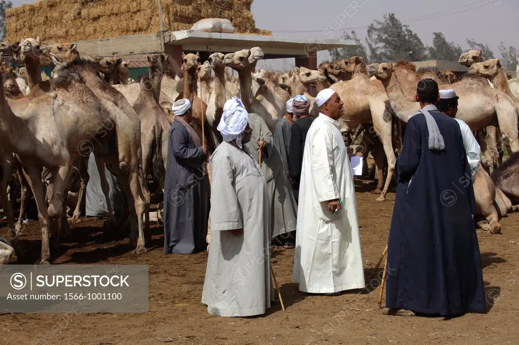 Camel market in Birqash, Cairo, Egypt