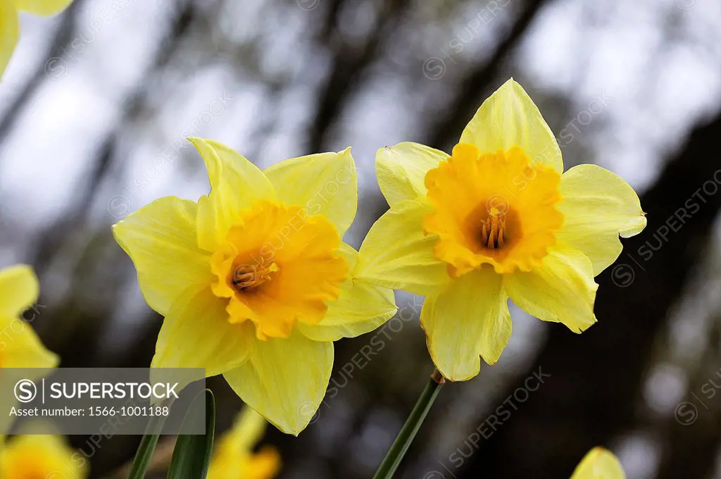 Daffodil Flowers, narcissus pseudonarcissus