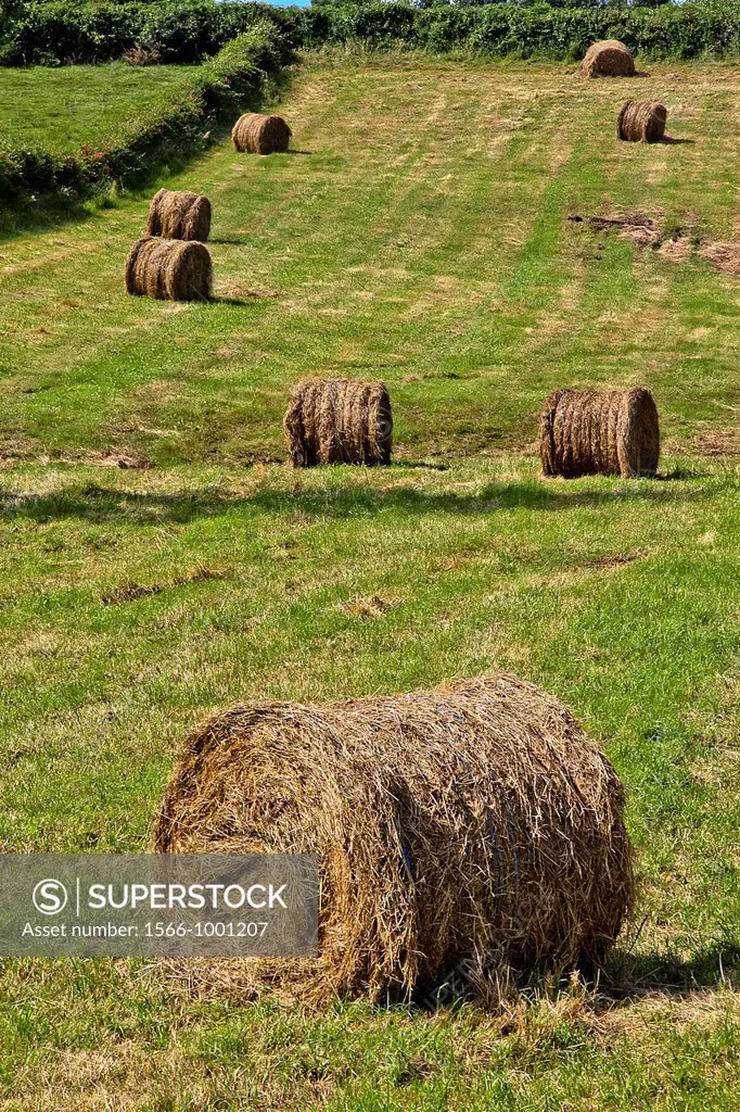 Straw field at Lastres, Asturias, Spain