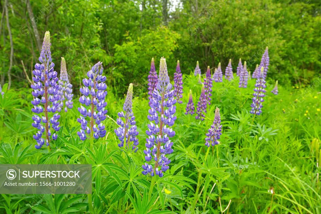 Lupine in Sugar Hill, New Hampshire USA during the spring months