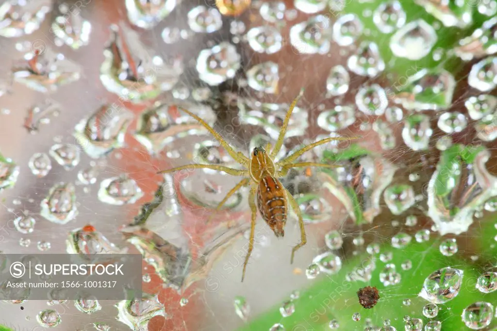 A close-up view of a cobweb, borneo