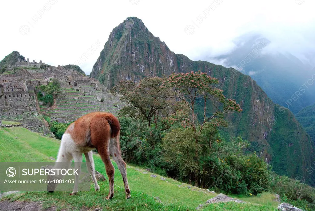 Lama eating in Machu Pichu
