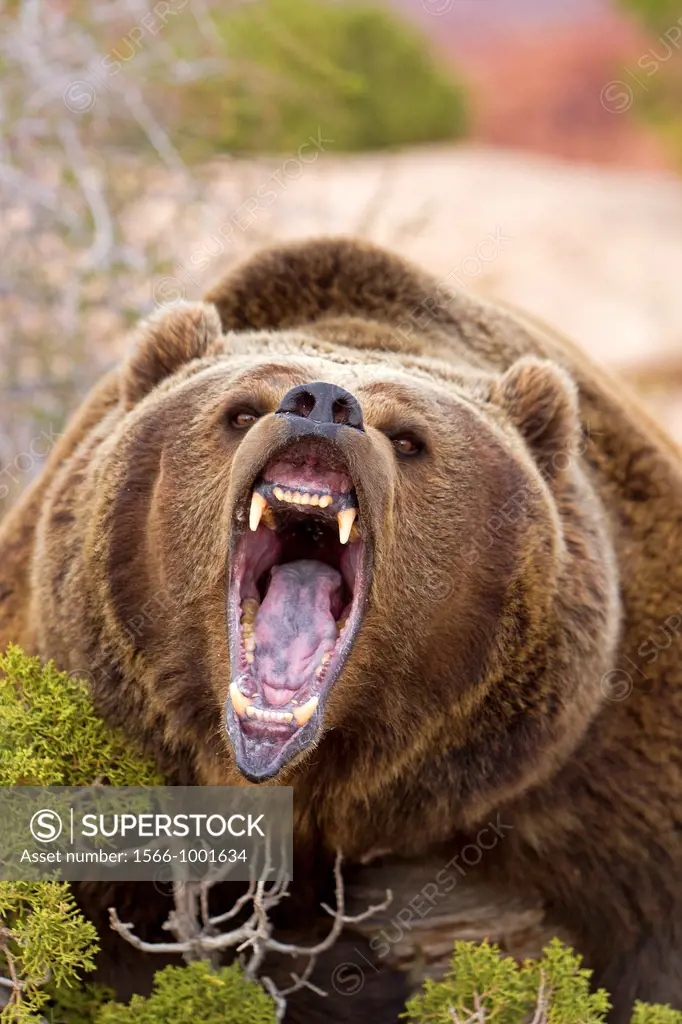 United Sates , Utah , Grizzly bear  Ursus arctos horribilis