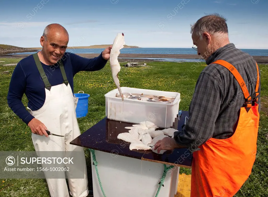 Fisherman cleaning fresh catch of cod, Melrakkasletta, Iceland