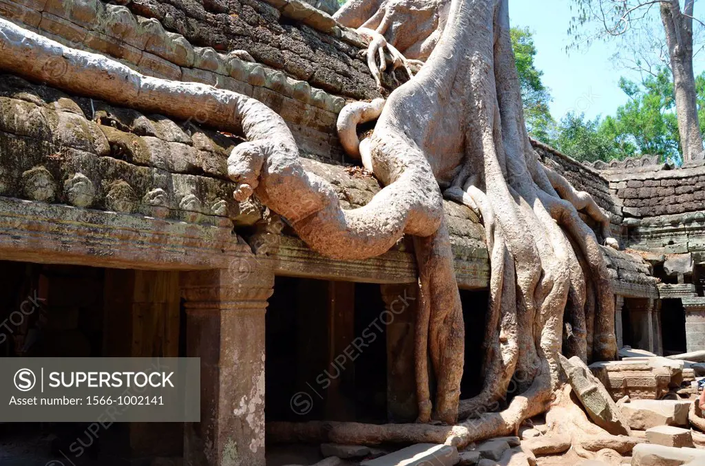 Roots in the temple of Ta Prohm Angkor Cambodia