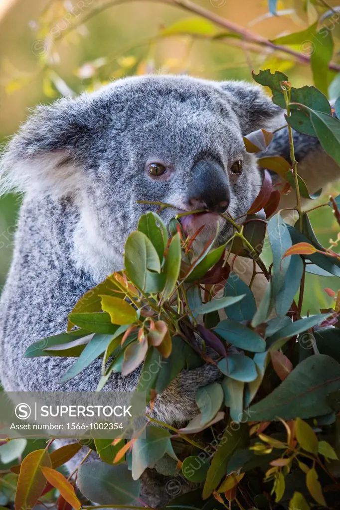 A Koala in a Eucalyptus tree eating