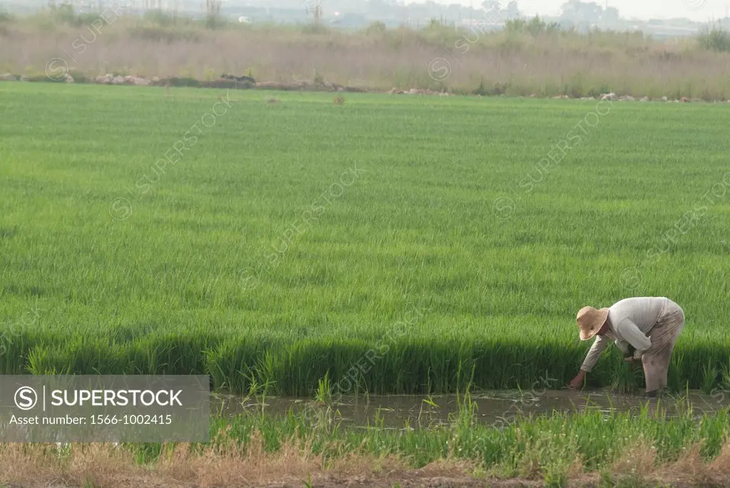 Farmers working in rice field, Favara, Albufera, Valencia, Spain
