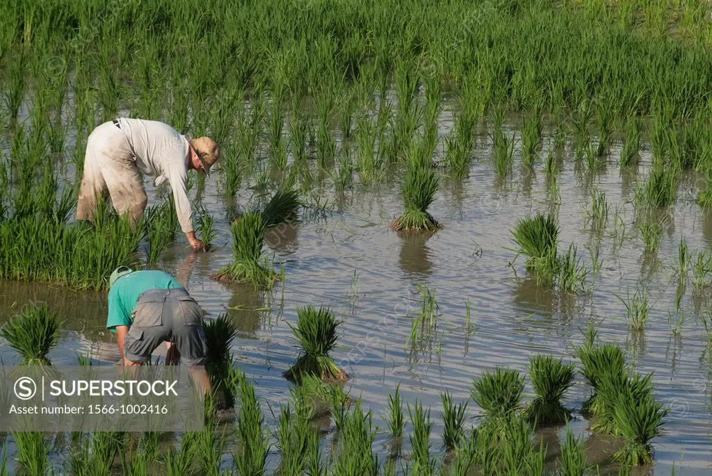 Farmers working in the field of rice, rice picking, Favara, Albufera, Valencia, Spain