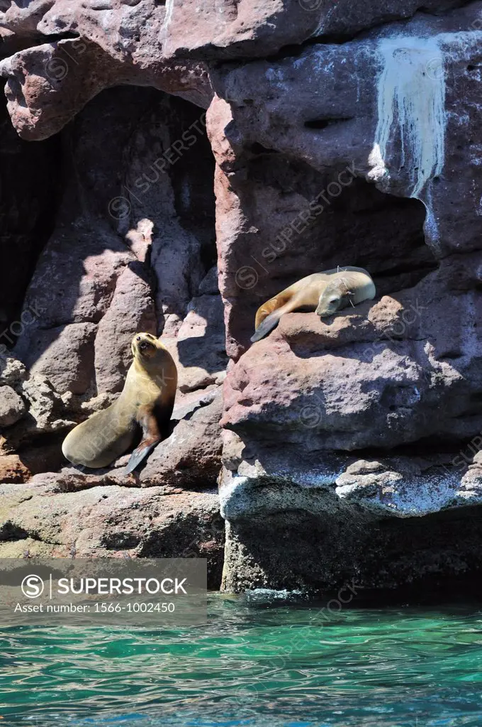 Mexico, Baja California, World Heritage Site, Los Islotes island, Sea lions