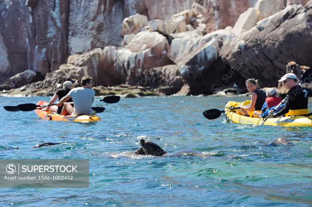 Mexico, Baja California, World Heritage Site, Los Islotes island, Kayaking and sea lion watching