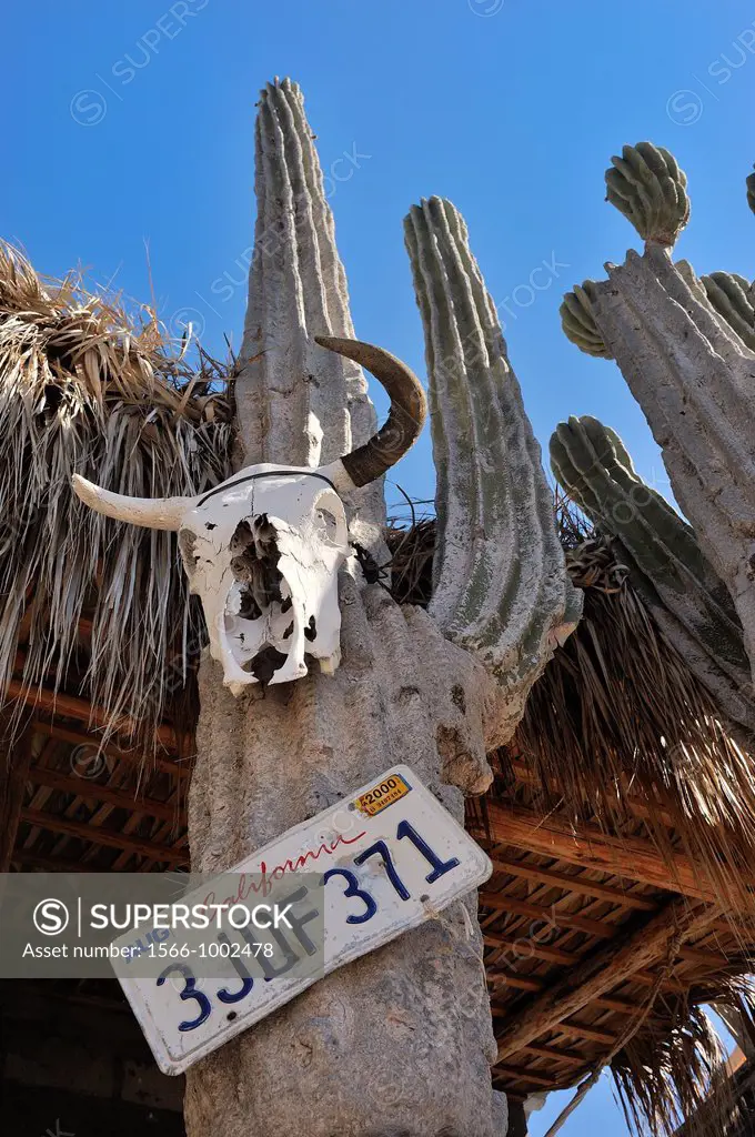 Mexico, Baja California, Isla El Pardito, Giant ´cardon´ or cactus