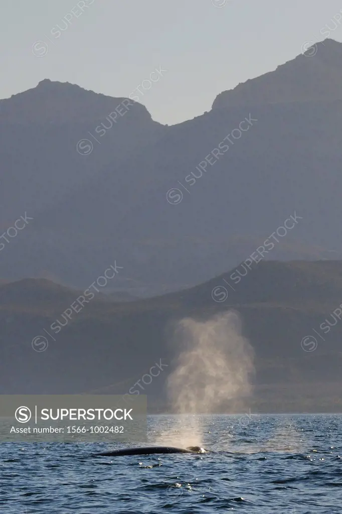 Mexico, Baja California, Fin whale