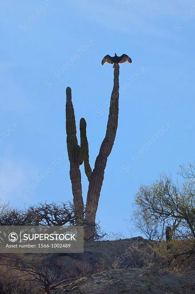 Mexico, Baja California, Isla San Jose, Lonely bird and cactus
