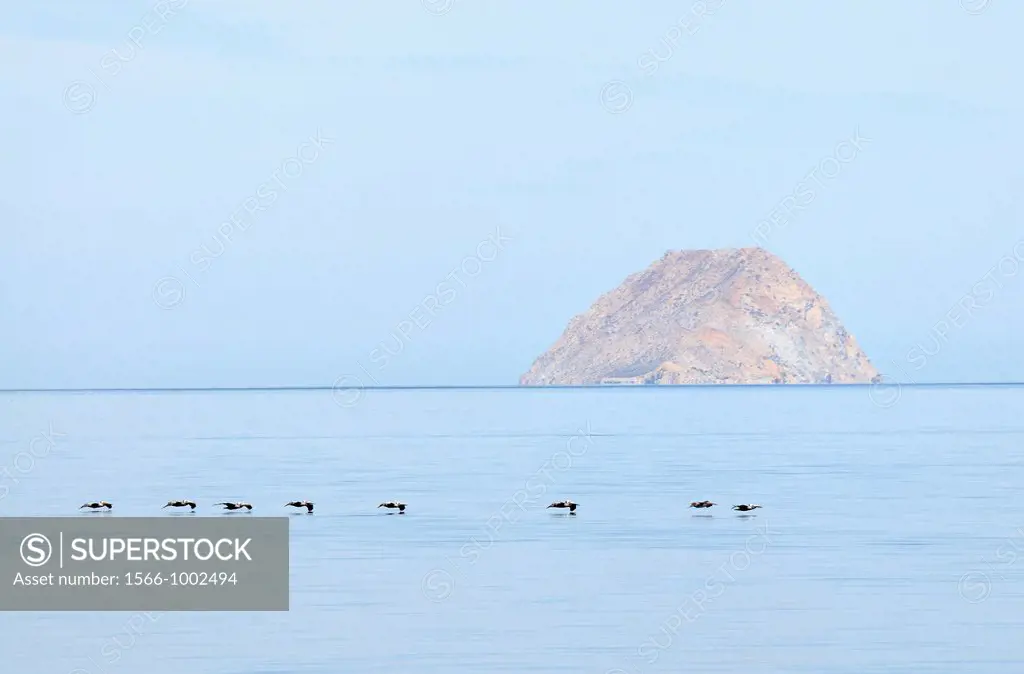 Mexico, Baja California, Brown pelicans
