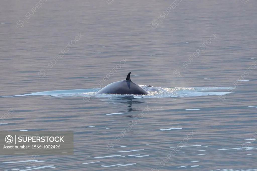 Mexico, Baja California, Fin whale
