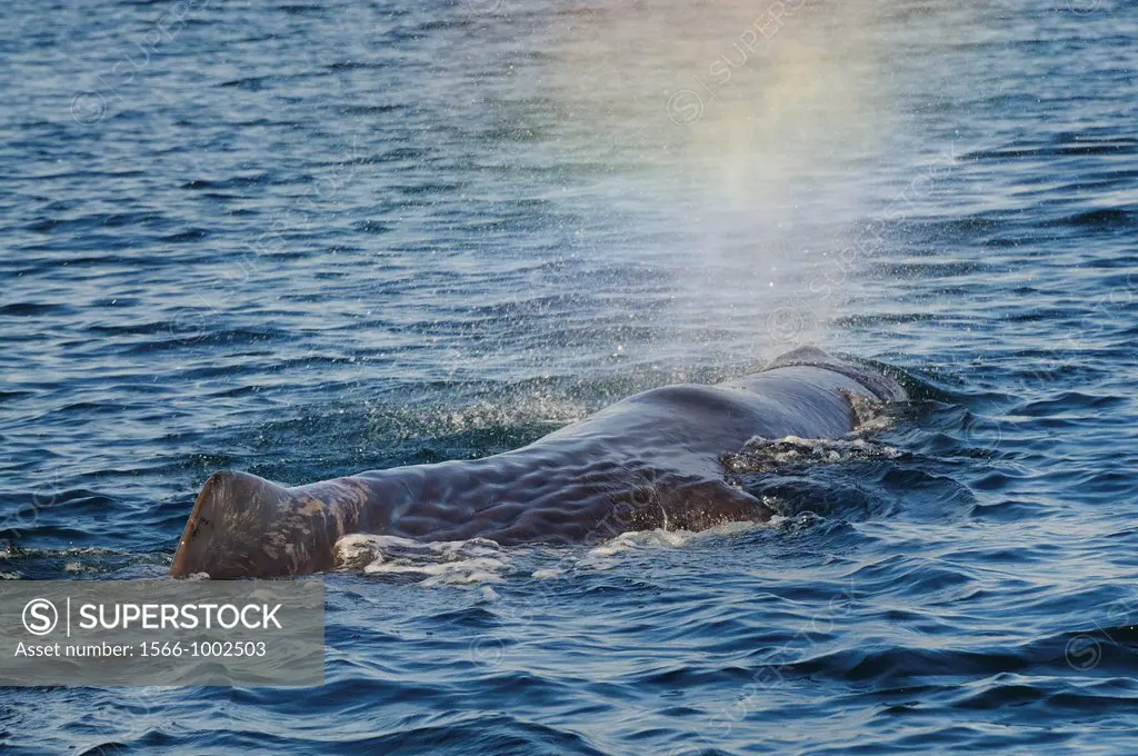 Mexico, Baja California, Sperm whale