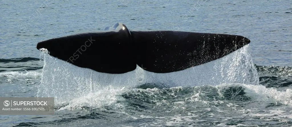 Mexico, Baja California, Diving Sperm whale