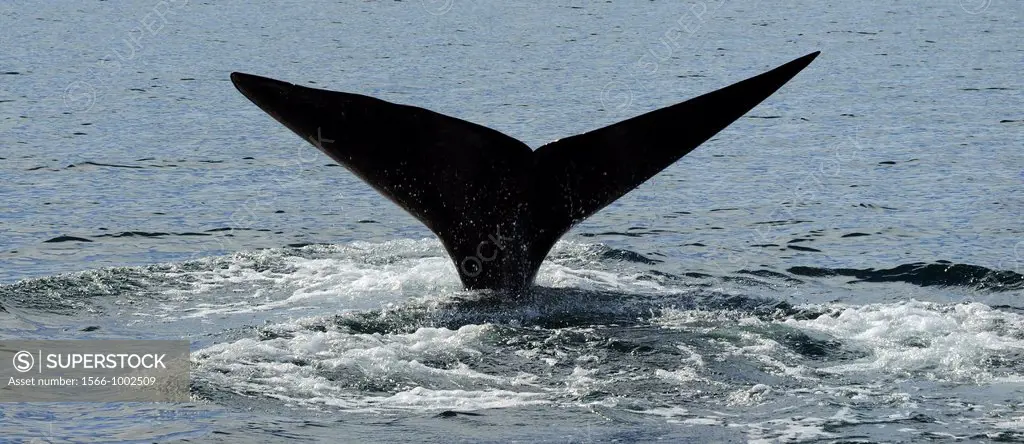 Mexico, Baja California, Diving Sperm whale